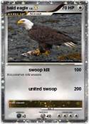 bald eagle