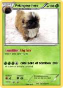 Pekingese hero