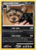 cutest yorkie