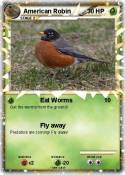 American Robin