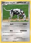 dalmation dog