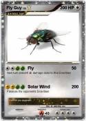 Fly Guy