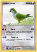 Quaker Parrot