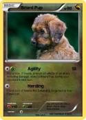 Briard Pup