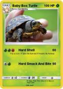 Baby Box Turtle