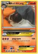 Bud the pug