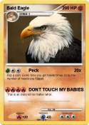 Bald Eagle
