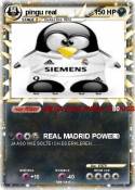 pingu real pingu real