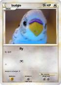 budgie