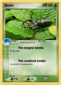 Beetle