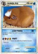 GUINEA PIG
