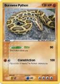 Burmese Python