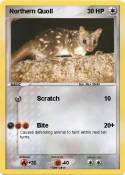 Northern Quoll