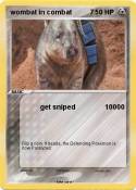 wombat in