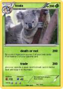 koala