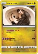 cat in boul