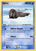Walrus