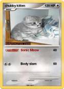 chubby kitten