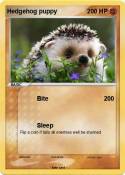 Hedgehog puppy
