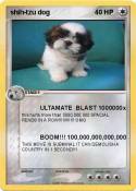 shih-tzu dog