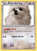 Gabe the dog