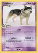 cute husky