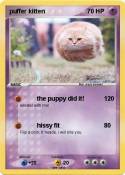 puffer kitten