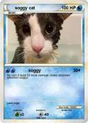 soggy cat