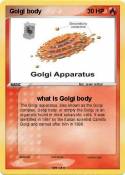 Golgi body
