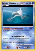 Beluga Whale