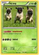 my pug