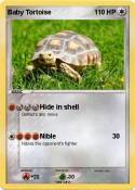 Baby Tortoise