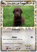 Chocolate Lab