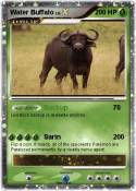 Water Buffalo