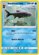 Blackhead Carp
