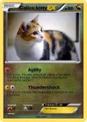 Calico kitty