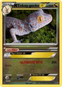 Tokay gecko