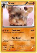 Yorkie