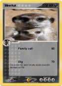 Meerkat