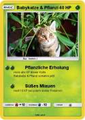 Babykatze &