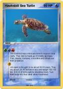 Hawksbill Sea