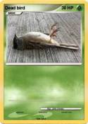Dead bird