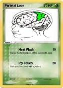 Parietal Lobe Parietal Lobe