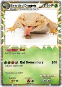 Bearded Dragon