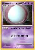 bullmastiff laying a egg bullmastiff