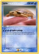 turtle turtle