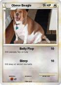 Obese Beagle