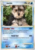 morkie