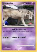 grey wolf mix