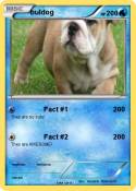 buldog